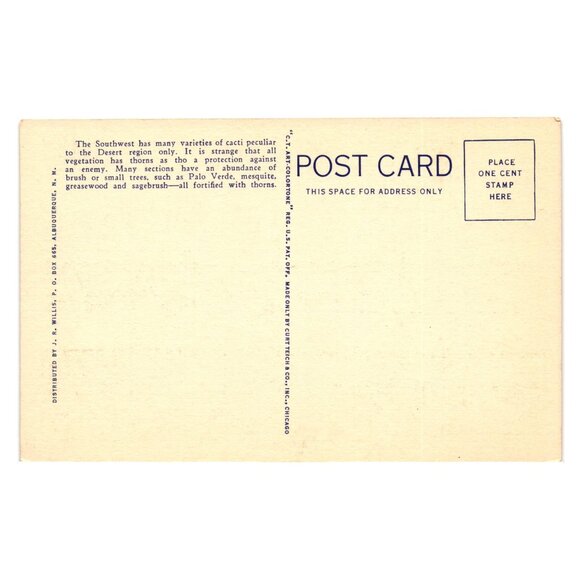 Vintage 1950s Postcard Varieties Of Cacti Of The Southwest Desert Scene Linen - Picture 2 of 2